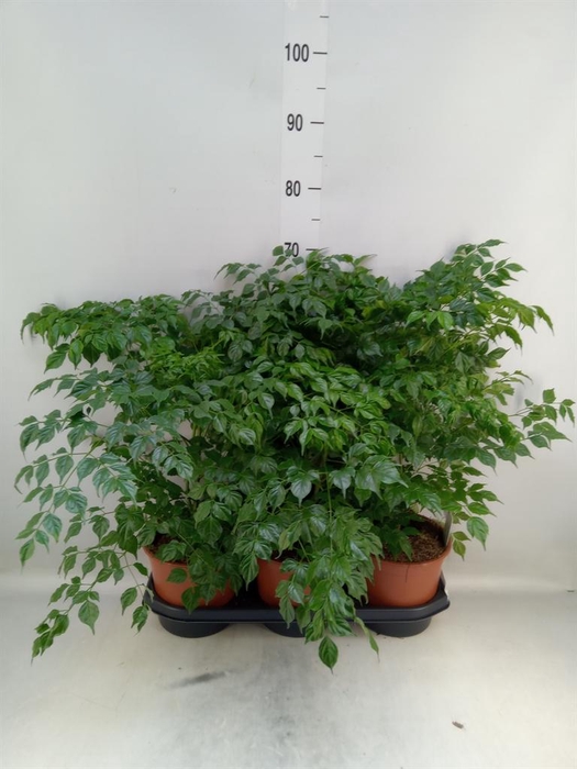 <h4>Radermachera sinica</h4>