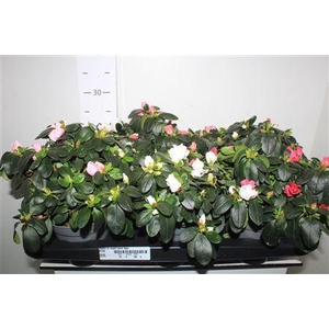 Rhodo Si Vogel Gem 4pp