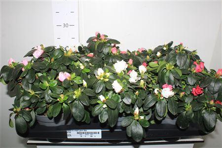 <h4>Rhodo Si Vogel Gem 4pp</h4>