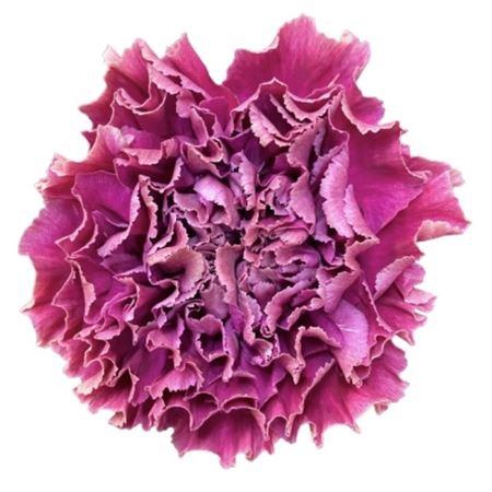 <h4>Di St Merletto Purple *new*</h4>