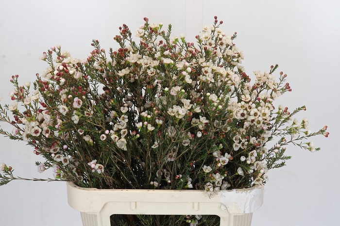 <h4>Chamelaucium Ella</h4>