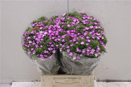 <h4>Di Barb K Am Lavender</h4>