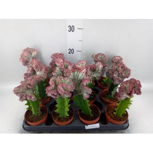 Euphorbia lactea 'Cristata'