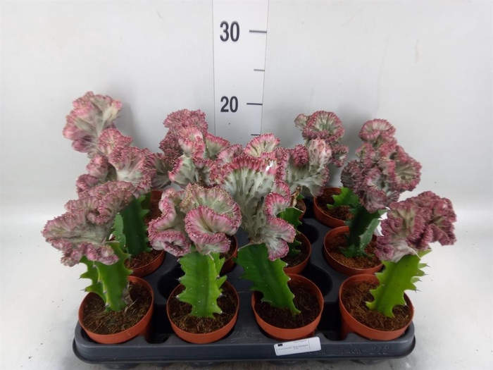 <h4>Euphorbia lactea 'Cristata'</h4>