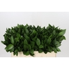 Ruscus Hypophyllum