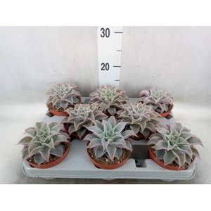Echeveria   ...