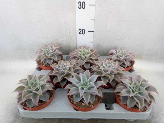 <h4>Echeveria   ...</h4>