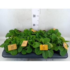 Peperomia albov. 'Rana Verde'