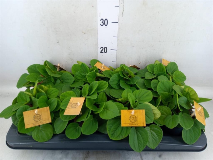 <h4>Peperomia albov. 'Rana Verde'</h4>