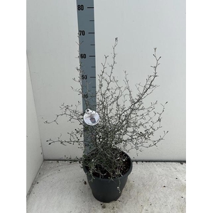 COROKIA COTONEASTER