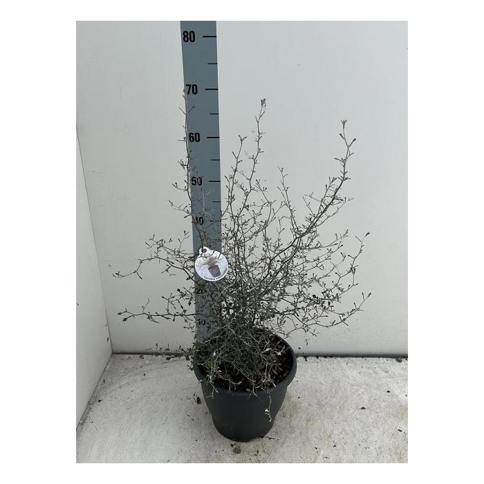 <h4>COROKIA COTONEASTER</h4>