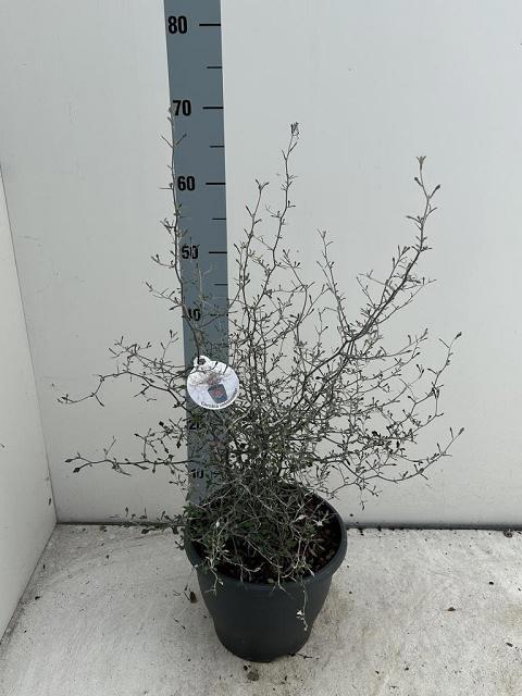 <h4>COROKIA COTONEASTER</h4>
