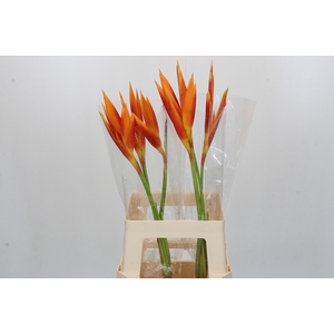 Heliconia Fire Opal