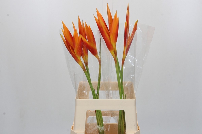Heliconia Fire Opal