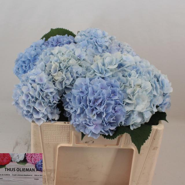 <h4>HYDR M CH VERENA BL</h4>