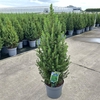 Picea glauca 'Conica' P17