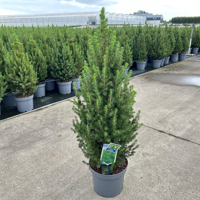 Picea glauca 'Conica' P17