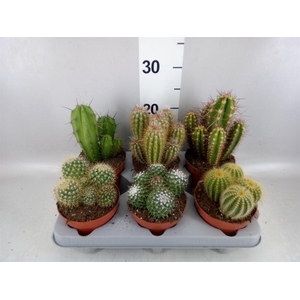Cactus   ...mix