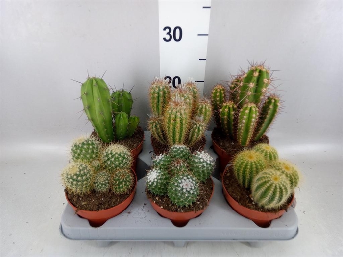 <h4>Cactus   ...mix</h4>