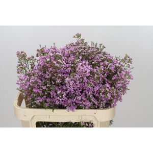 Chamelaucium Pirouette