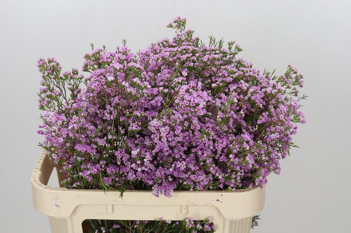 <h4>Chamelaucium Pirouette</h4>