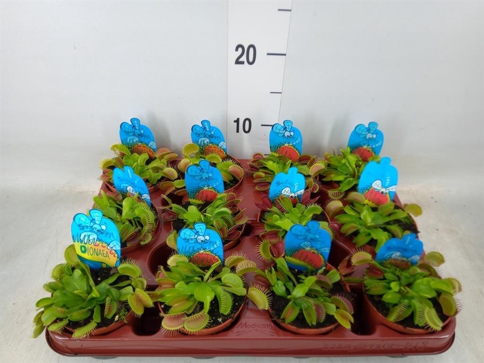 <h4>Dionaea muscipula</h4>