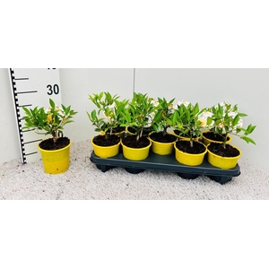 Citrus meyeri Lemon (no fruits)
