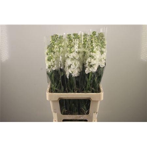 Matth Iron * Premium* White