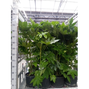 Fatsia japonica   ...