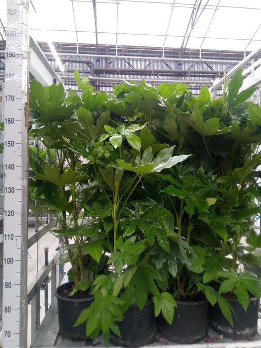 <h4>Fatsia japonica   ...</h4>