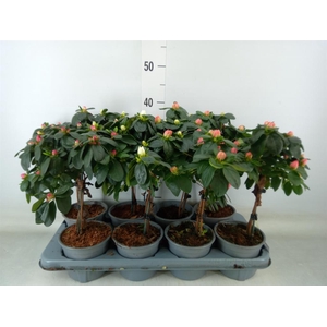 Rhododendron sim.   ...