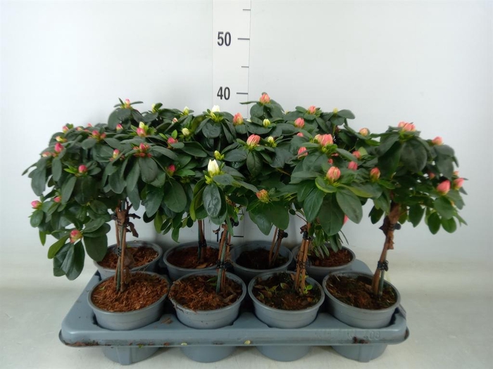 <h4>Rhododendron sim.   ...</h4>