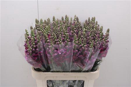 <h4>Antir Poto Red</h4>