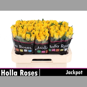 R GR JACKPOT+