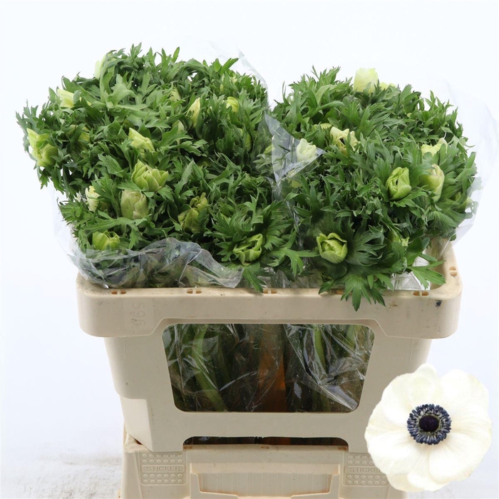 <h4>Anemone Galil Wit</h4>
