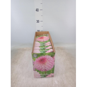 Dahlia   ...flowerbulbs