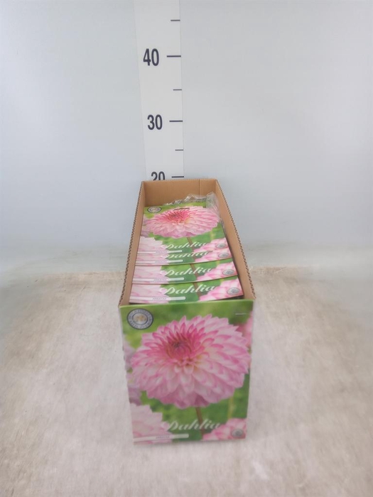 <h4>Dahlia   ...flowerbulbs</h4>