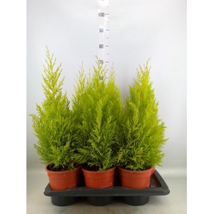 Cupressus macro. 'Goldcrest Wilma'