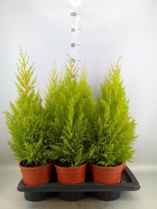 <h4>Cupressus macro. 'Goldcrest Wilma'</h4>