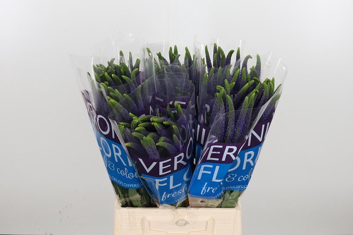 <h4>Veron Smart Navy</h4>