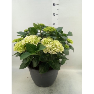 Hydrangea mac.