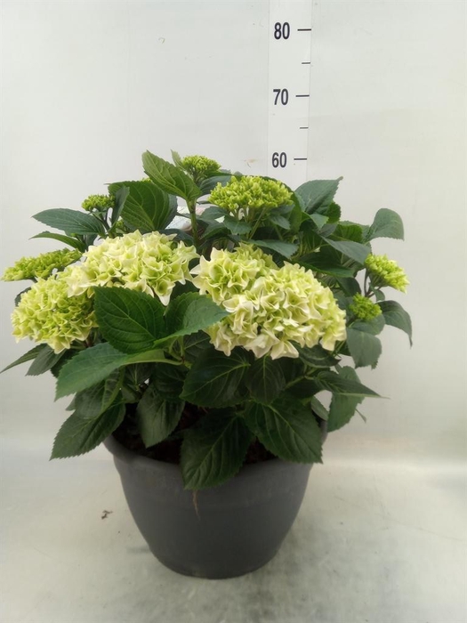 <h4>Hydrangea mac.</h4>