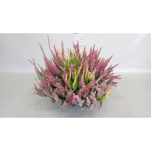 Calluna vulg. 'Beauty L'  ..mix 3/p