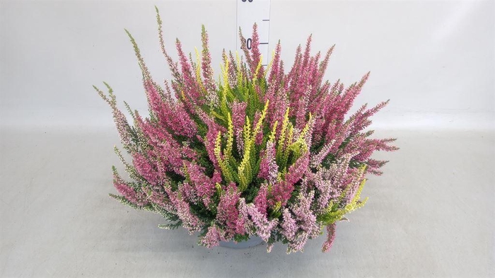 <h4>Calluna vulg. 'Beauty L'  ..mix 3/p</h4>