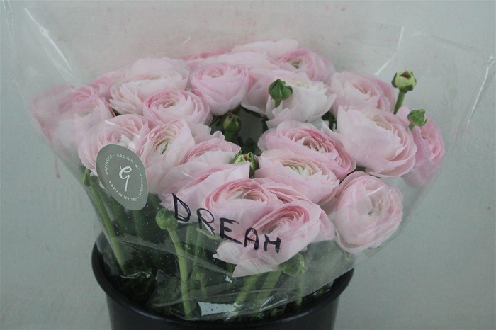 <h4>Ran Cloni Sup Dream</h4>