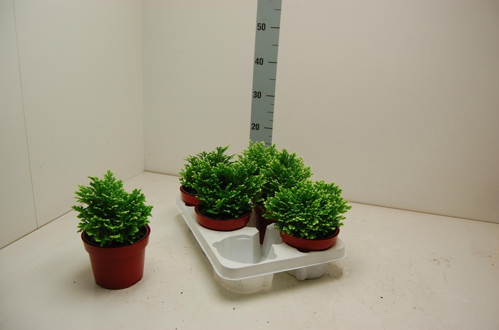 <h4>SELAG M JORI</h4>