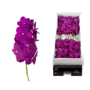 Vanda Rasberry Cerise