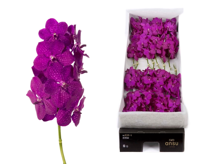 <h4>Vanda Rasberry Cerise</h4>
