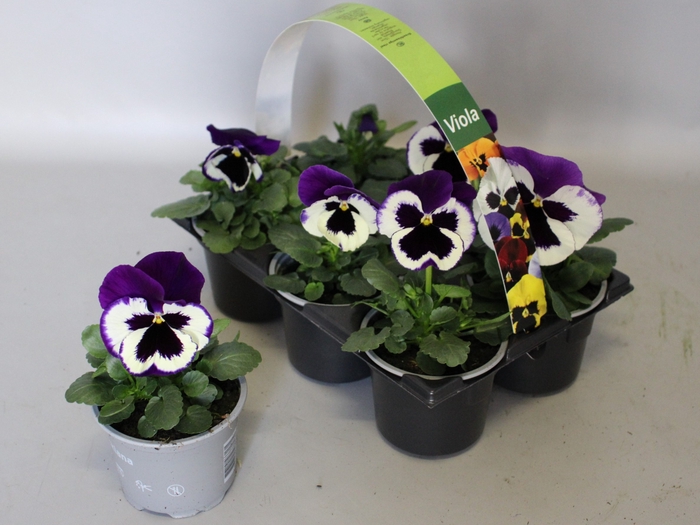 <h4>Viola wittrockiana sixpack F1 Violet & White</h4>