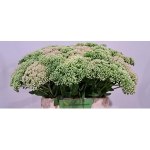 SEDUM SPECTABILE